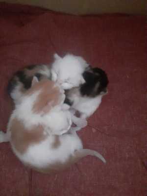Котятки