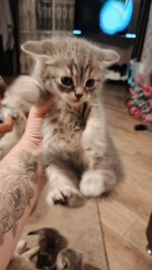 Вислоухие котята