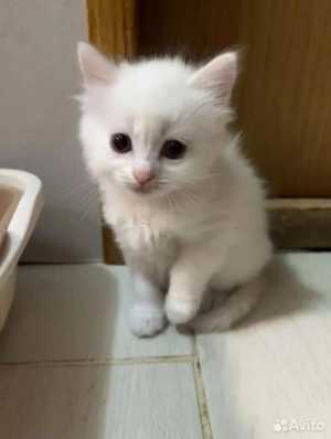 Отдам котёнка бесплатно