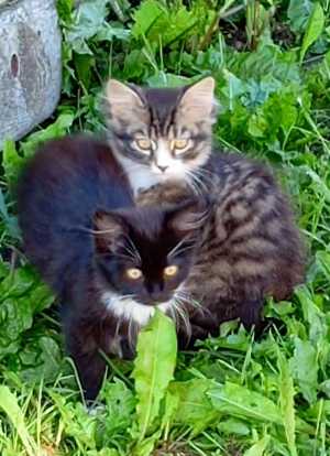 Котятя