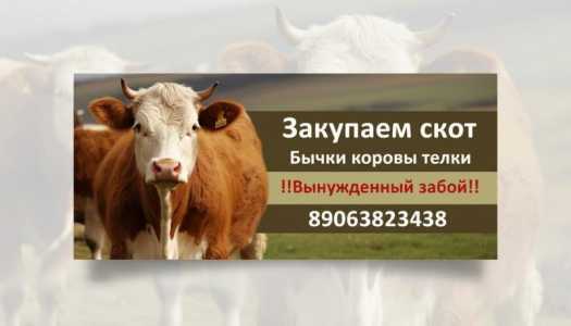 Бычки коровы