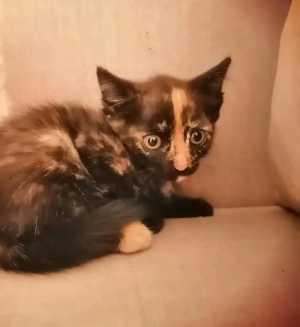 Котята