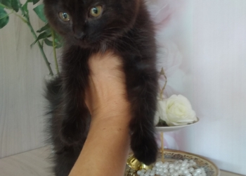 Отдаю котенка