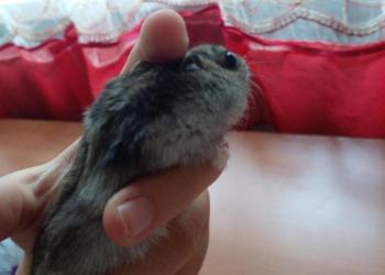 Хомяк джунгарский 2-3 месяца