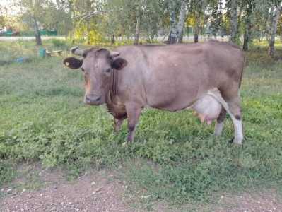 Продам корову .