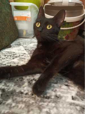 Кошка
