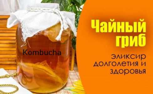 Чайный гриб - Джун/JUN и Комбуча/Кombucha
