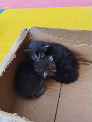 Котята