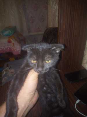 Котёнок