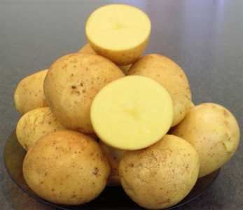 продается крупный картофель