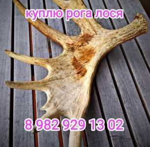 Закупаем рога лося