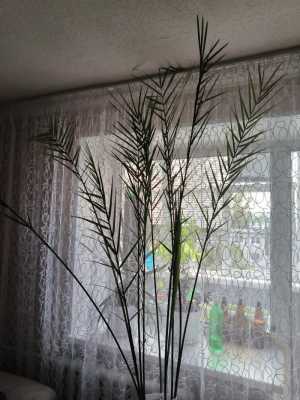 Флора