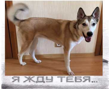 Ищем хозяина