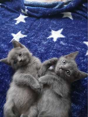 Кошечки