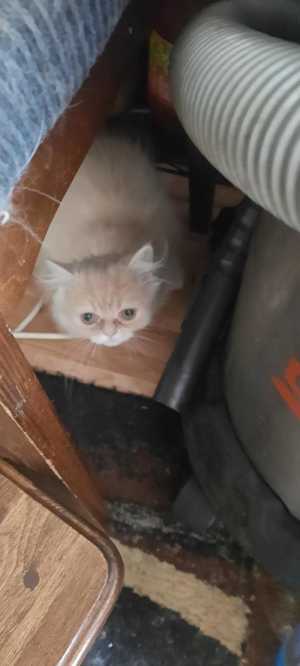 Персидские котята