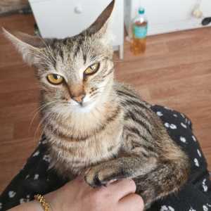 Отдам кошку