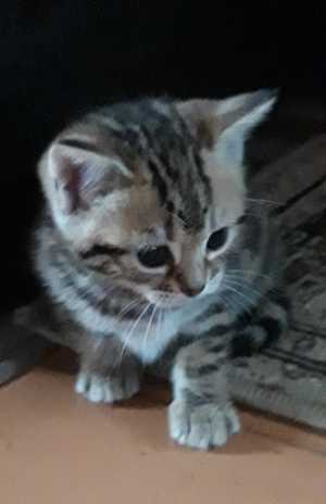 Котята бенгальцы