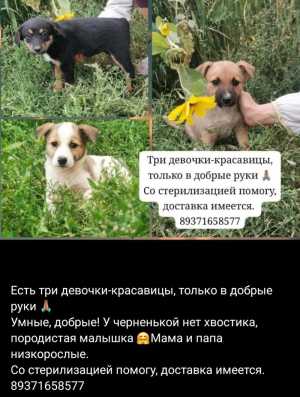 Щенки в добрые руки
