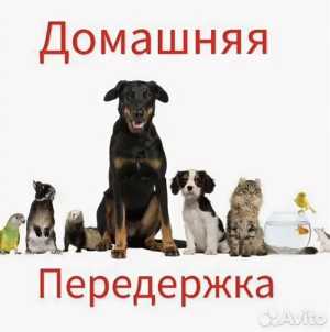 Домашняя передержка животных