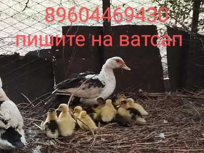Индо утята