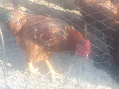 Продам Куры молодое