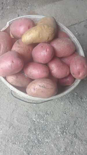 Картофель домашний