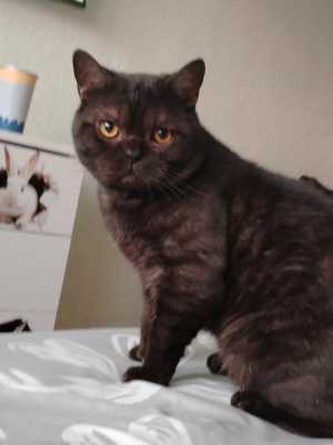 Кот на вязку