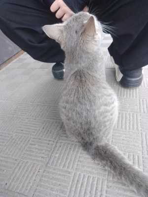 Кто потерял кота