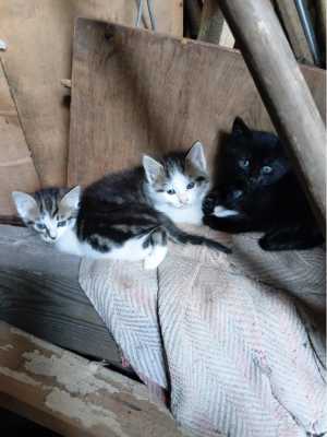 � ������ ����