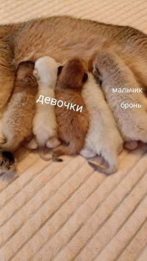 Котята