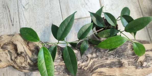 Hoya buotii (хойя буотти)