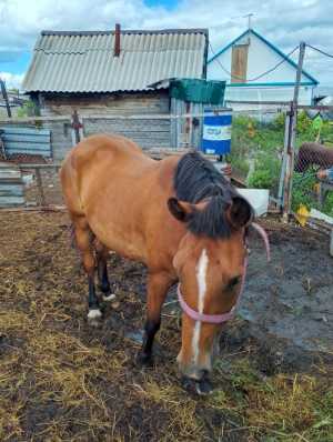 Кобыла 4 года