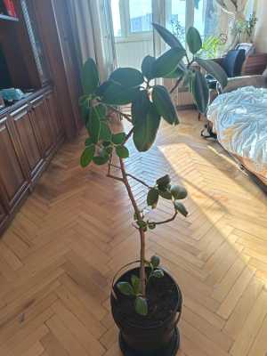 Фикус
