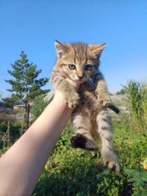 Отдам котят в добрые руки