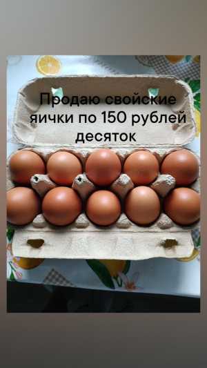 Продам яйца