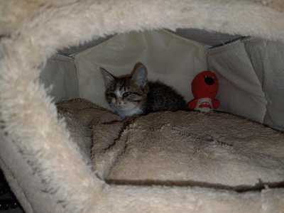 СРОЧНО КОТИК ИЩЕТ ДОМ!
