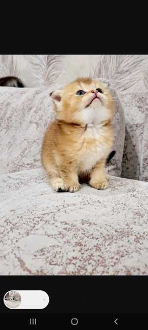 Британские котята