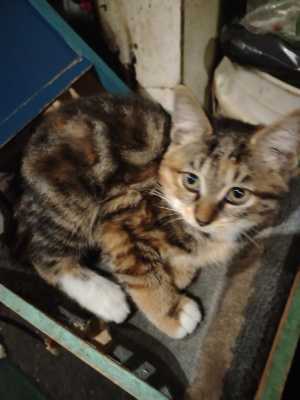 Котенок