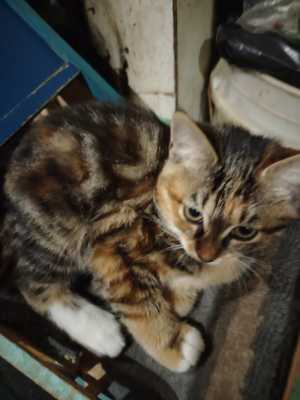Котенок