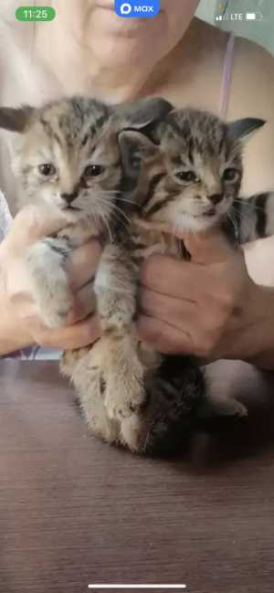 Котята