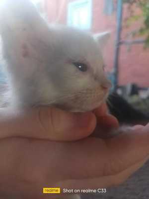 Белая ласковая девочка, кошечка