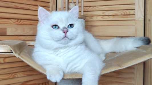 Золотая шиншилла