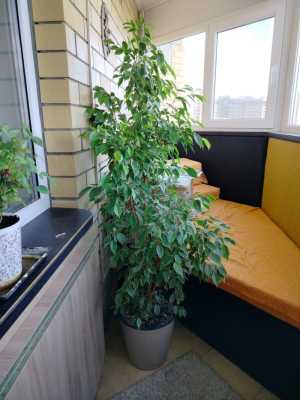 Фикус Бенджамина