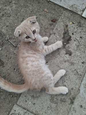 Отдаю котят в добрые руки