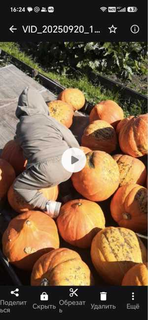 Тыква продажа