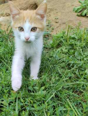 Отдам котёнка