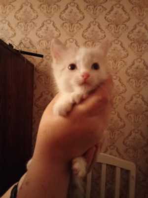Котятки.