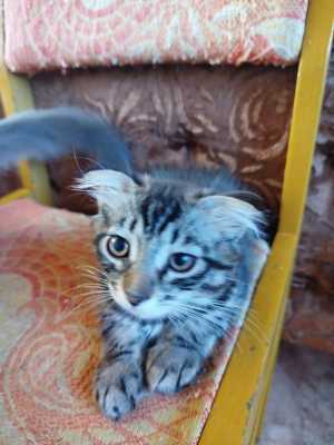Кошка