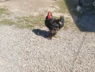 Продаю