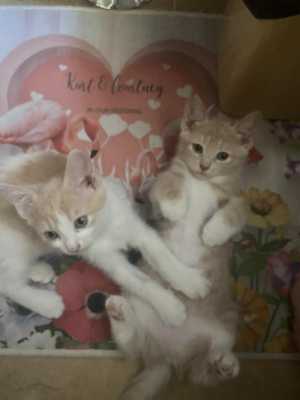 Котятки в хорошие руки